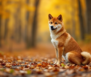 Liście, Grafika AI, Shiba inu, Pies, Pożółkłe