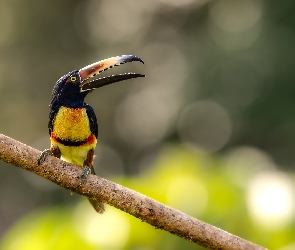 Gałąź, Arasari obrożny, Ptak, Tukan