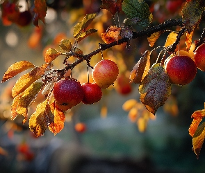Grafika AI, Liście, Jabłka, Czerwone, Gałązka, Jesienne