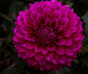 Kwiat, Tło, Ciemne, Dalia, Różowy