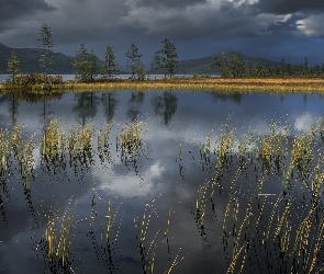 Chmury, Jezioro, Ciemne, Drzewa, Kołyma, Szuwary, Rosja, Jack London