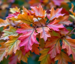 Liście, Grafika AI, Jesień, Gałązka, Dąb