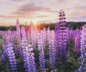 Łubin, Promienie słońca, Kwitnący