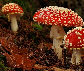 Grzyby, Leśna, Ściółka, Muchomory, Trzy