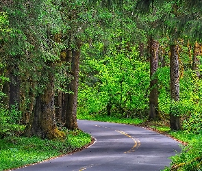 Drroga, Zielone, Las, Drzewa