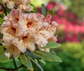 Rododendrony, Zbliżenie, Liście, Różaneczniki, Kwiaty