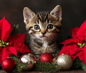 Bombki, Gwiazda betlejemska, Mały, Kot, Kotek, Kwiaty