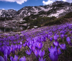 Góry, Jezioro, Krokusy, Polana