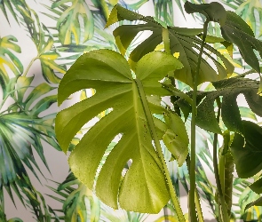 Monstera, Roślia, Liście, Zielone