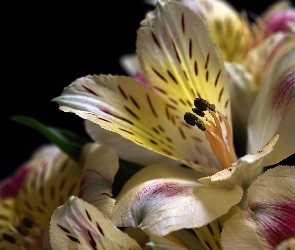 Kwiaty, Czarne tło, Alstroemeria