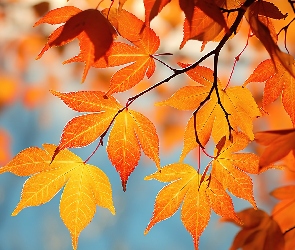 Liście, Gałęzie, Jesień