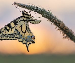 Źdźbło, Trawa, Motyl, Paź królowej