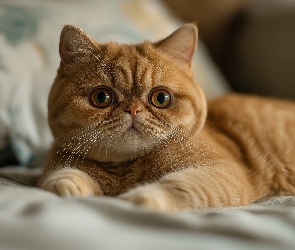 Grafika, Łóżko, Rudy, Kot egzotyczny