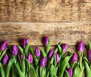 Deski, Tulipany, Kwiaty, Fioletowe