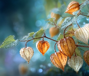 Miechunka rozdęta, Grafika AI, Mokra