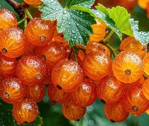 Krople, Liście, Owoce, Agrest, Czerwone, Porzeczki