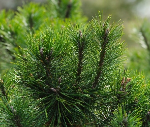 Iglak, Gałązki, Sosna