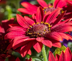 Czerwone, Stokrotki afrykańskie