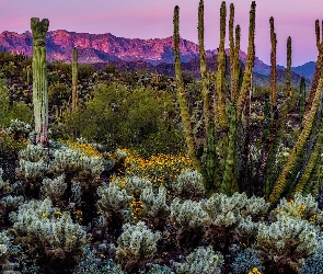 Roślinność, Góry, Arizona, Kaktusy, Sonoran Desert, Stany Zjednoczone, Pustynia