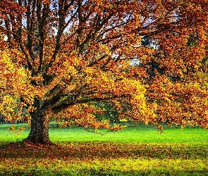Liście, Jesień, Łąka, Drzewo