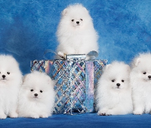 Szczenięta, Prezent, Szpice miniaturowe, Białe, Psy