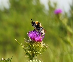 Trzmiel ziemny, Oset