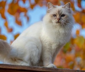 Biały, Oczy, Niebieskie, Kot, Siedzący