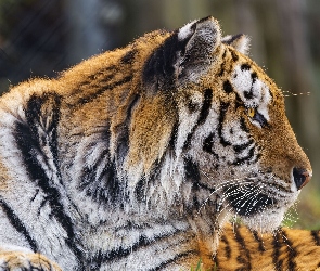 Zbliżenie, Profil, Tygrys, Głowa