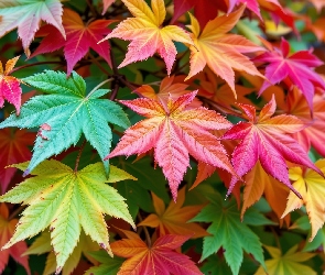 Grafika AI, Liście, Klon, Kolorowe