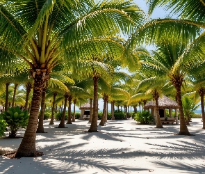 AI, Piasek, Palmy, Tropiki