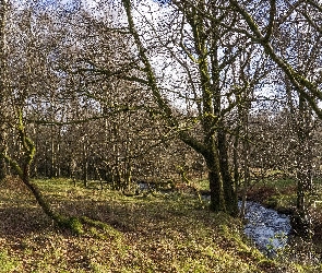 Rzeka, Trawa, Jesień, Drzewa