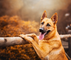 Pies, Owczarek niemiecki, Ogrodzenie