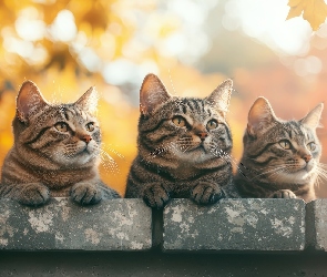 Bure, Murek Słodkie Zwierzęta, Koty