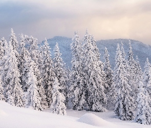 Ośnieżone, Góry, Śnieg, Drzewa, Zima