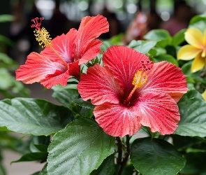 Grafika, Liście, Hibiskusy, Dwa, Kwiaty, Zielone