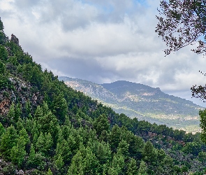 Hiszpania, Majorka, Góry Tramuntana, Porośnięte, Skały, Drzewa