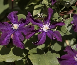 Rozkwitnięte, Powojniki, Fioletowe, Kwiaty