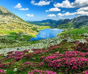 Rumunia, Rododendrony, Kwiaty, Park Narodowy Retezat, Chmury, Skały, Jezioro Bucura, Kamienie, Góry, Różne