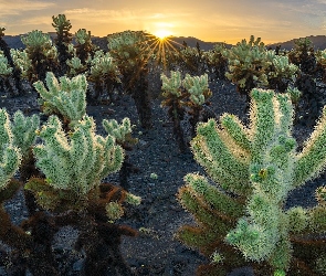 Promienie słońca, Cholla, Kalifornia, Stany Zjednoczone, Park Narodowy Joshua Tree, Kaktusy