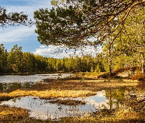 Norwegia, Romeriksasen, Drzewa, Jezioro, Sosny, Trawa