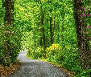 Park miejski, Moore State Park, Las, Różaneczniki, Paxton, Stany Zjednoczone, Zielone, Massachusetts, Wiosna, Drzewa, Droga