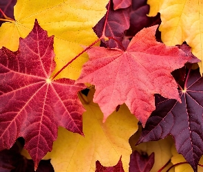 Grafika AI, Liście, Czerwone, Klon, Bordowe, Żółte