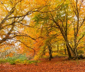 Roślinność, Liście, Drzewa, Jesień, Las, Żółte