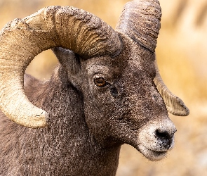 Muflon kanadyjski, Rogi, Owca kanadyjska, Głowa