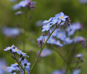 Niezapominajki, Kwiaty, Niebieskie