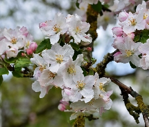 Kwiaty, Gałązki, Drzewo owocowe, Jabłoń