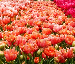 Tulipany, Rozkwitające, Pole, Kolorowe