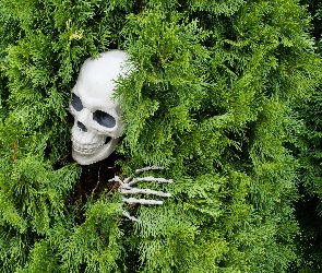 Tuja, Żywotnik, Czaszka, Szkielet