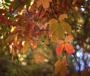 Dzikie wino, Liście, Gałązki, Kolorowe