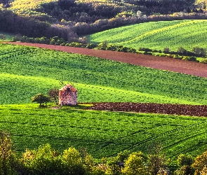 Morawy, Kunkovice, Wiatrak, Czechy, Drzewa, Pole, Las